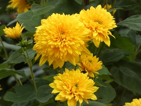 野生黄色菊花微距特写摄影图片